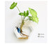 Bubbly™ Hydroponic Vases